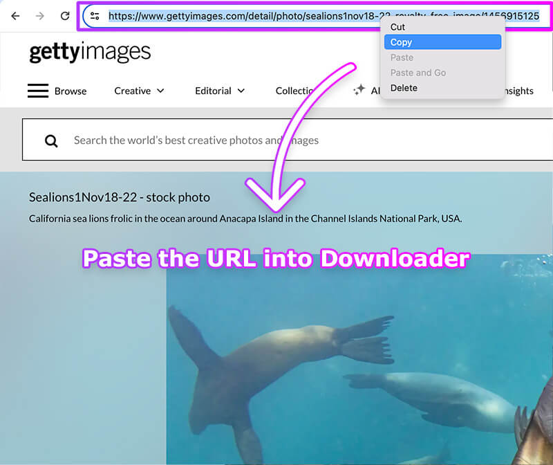 Gettyimages Image Download Tutorial